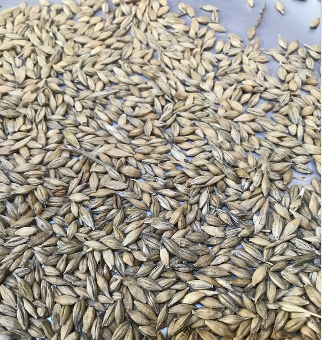 Feed Barley x 250 m/t Great Protein 1214 Grain & Seed